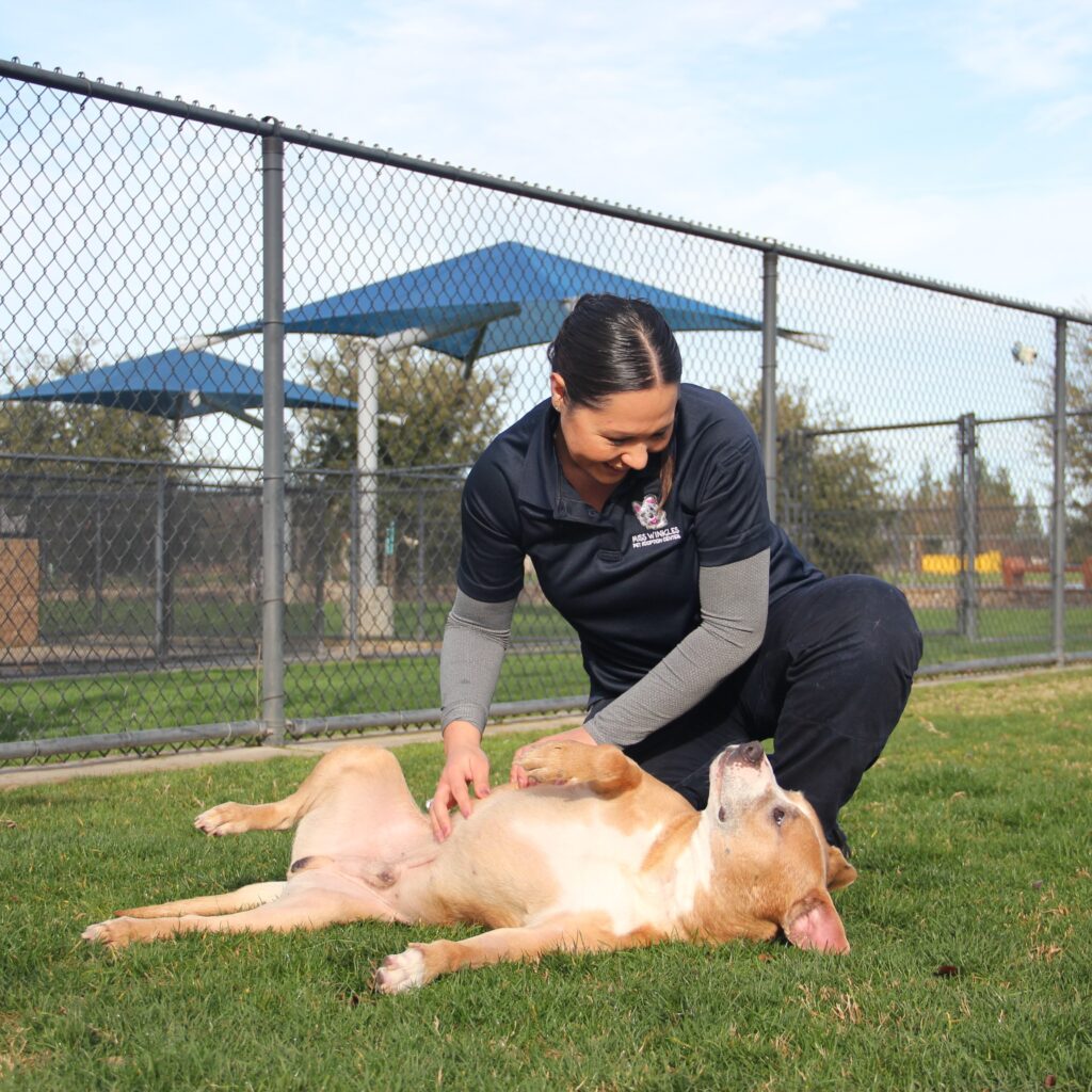 dog getting a tummy rub at Miss Winkles, our community adoption center