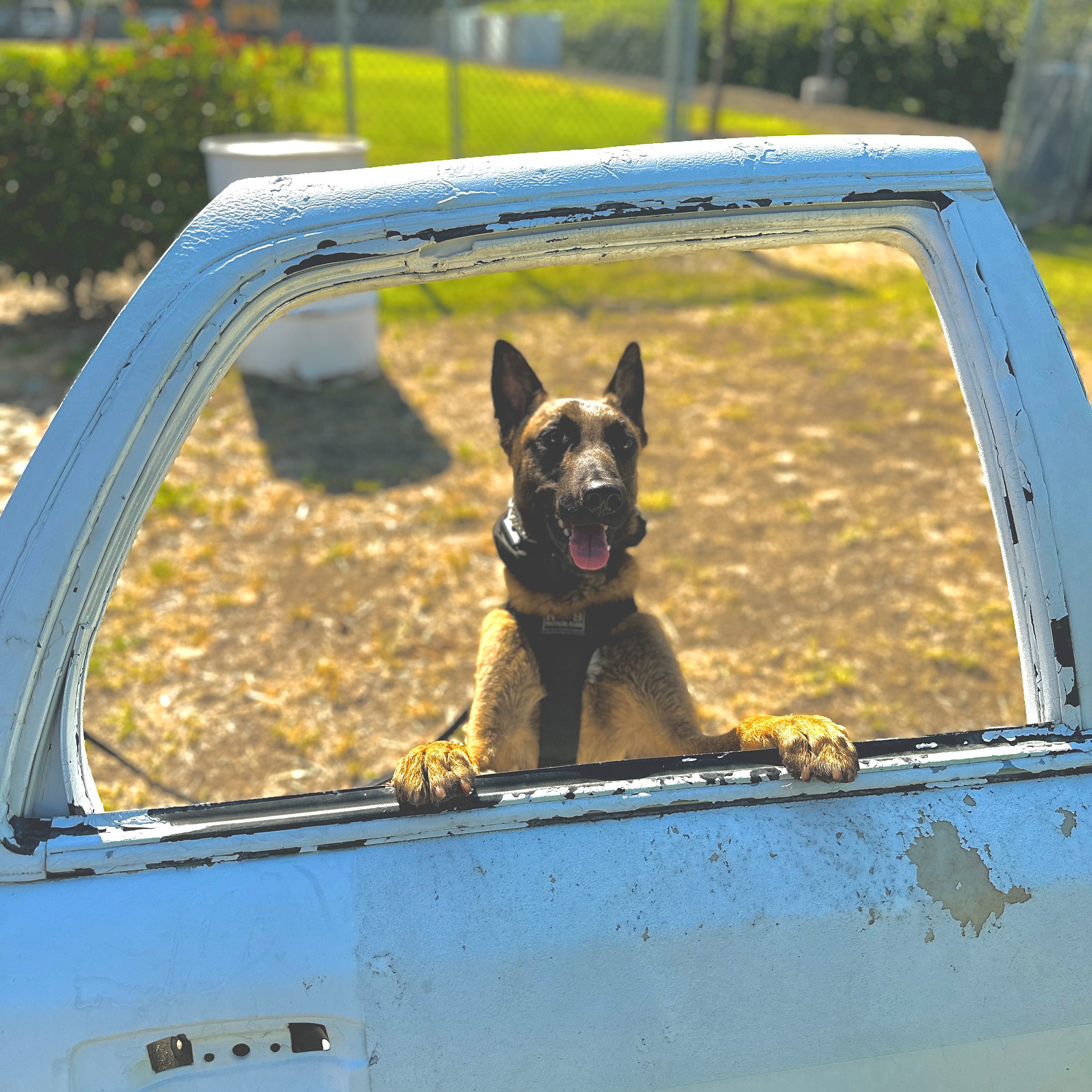 Clovis Police K-9 standing behind a detached car door used for training