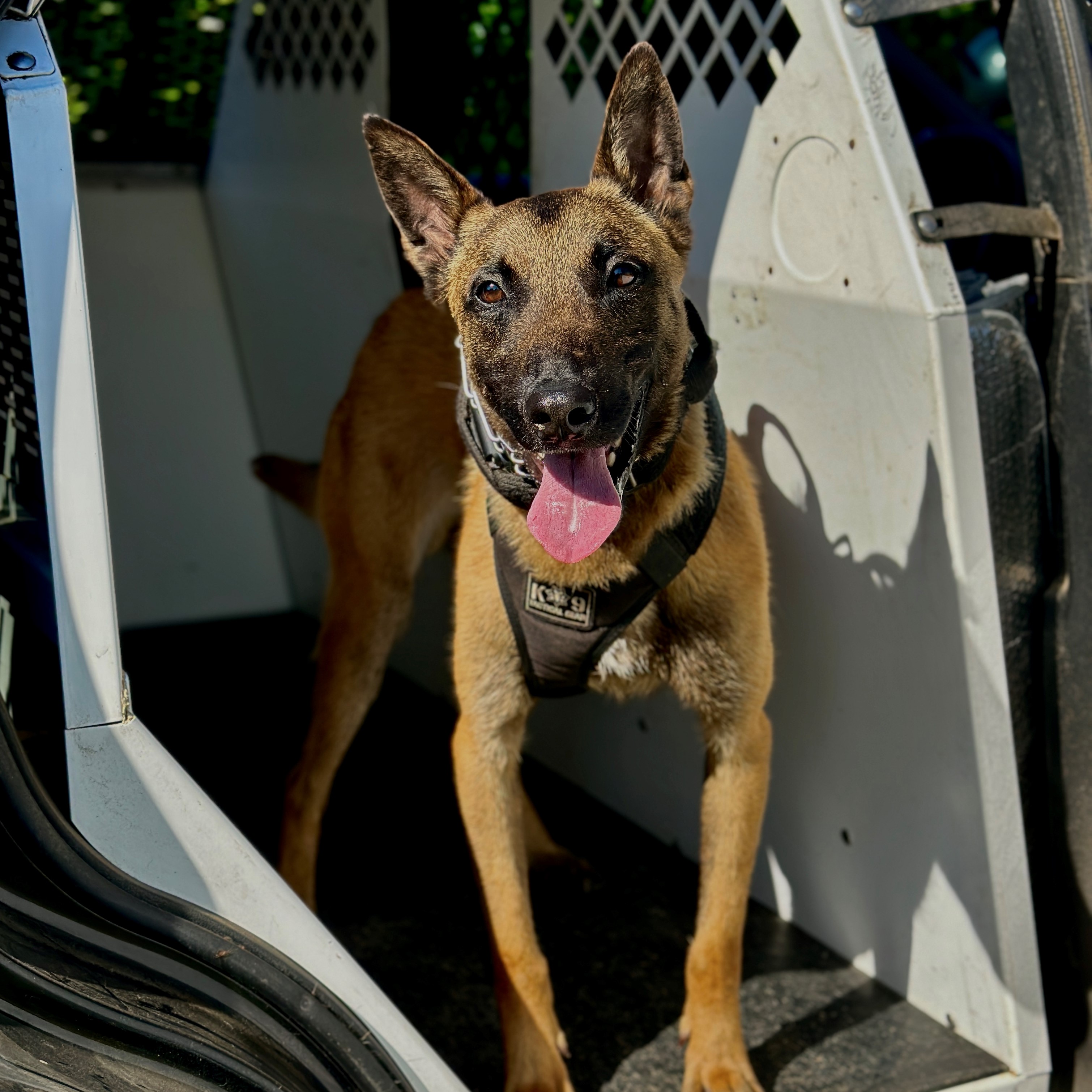 Clovis Police K-9 standing inside squad car