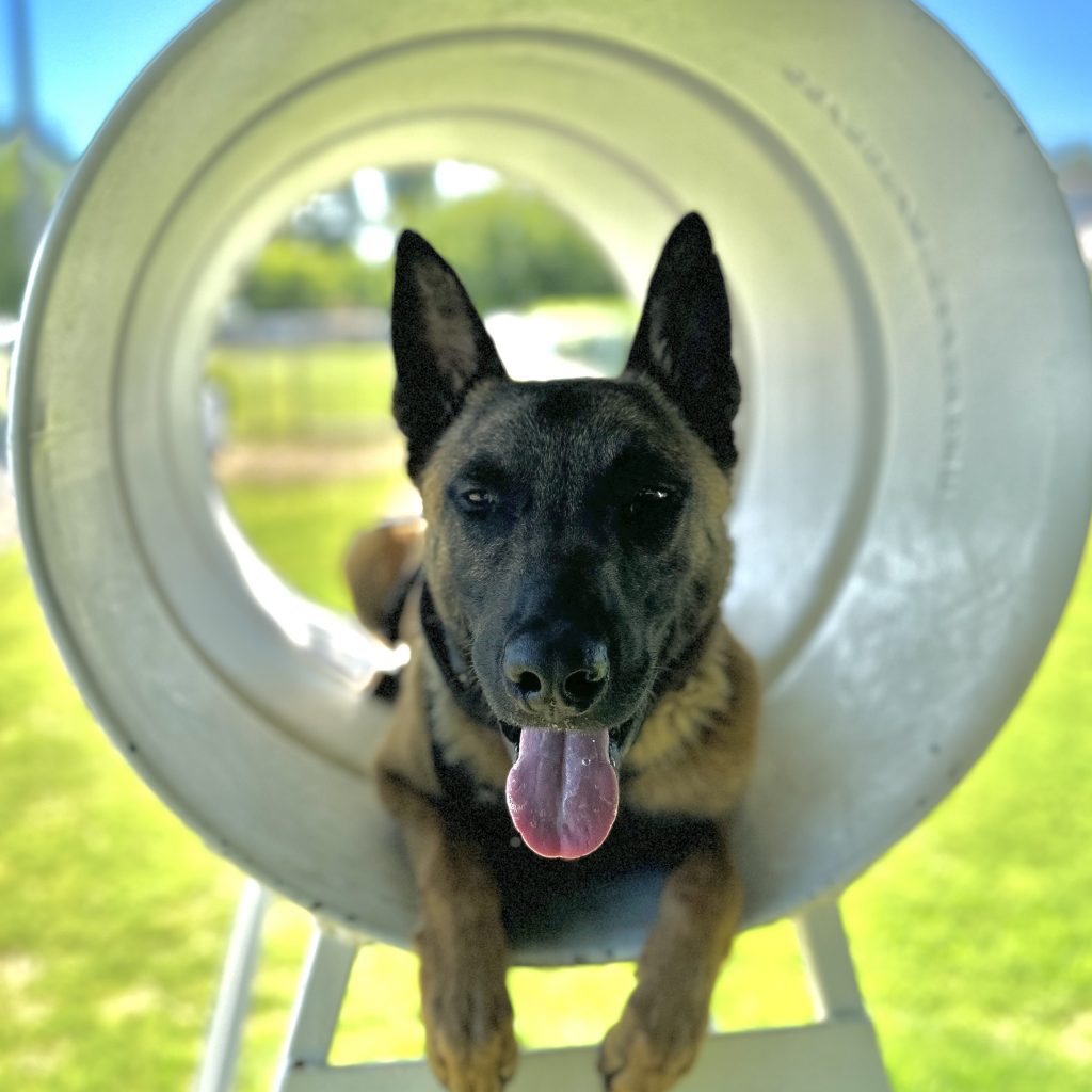 Clovis Police K-9 laying in training tunnel